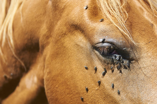 Fototapeta Close up of brown horse head tortured by flies in summer. Blue sky background    