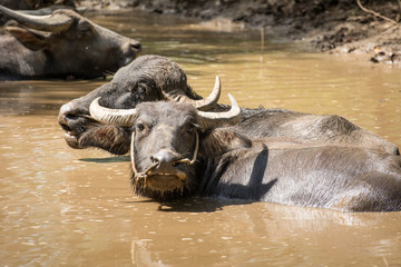 Obraz premium Buffalo are taking a shower,Buffalo soak in water, Buffalo playing, Buffalo crowd