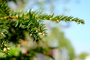 pine branch against the sky