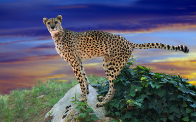  cheetah standing on stone