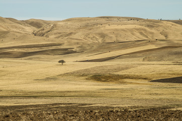 Obraz premium Lonely tree on minimalistic background in the yellow valley