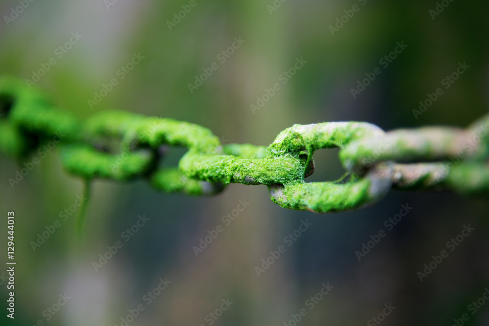 Wall mural chain links covered in green water weed with selective focus