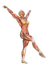 3D Rendering Muscle Maps