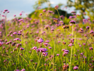Obraz premium Beautiful purple flower