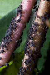 colony of aphids on an ivy