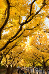 紅葉した神宮外苑のイチョウ並木
