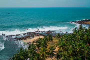 Palm tree, Palm Grove. The ocean, the beach, the view from the top. Matara. Sri Lanka. Asia