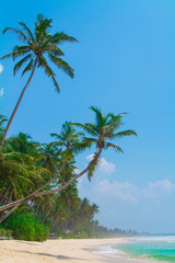 Beautiful deserted beach in the tropics. Luxury vacation at the beach. The ocean, the beach, palm tree, the view from the top. Sri Lanka. Asia