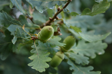 acorns and oak branch on green background