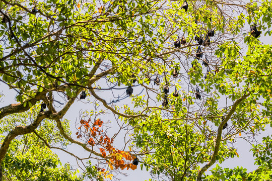 Group of Bats hanging head down sleeping on tree.