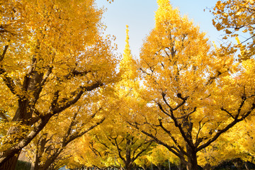 紅葉した神宮外苑のイチョウ並木
