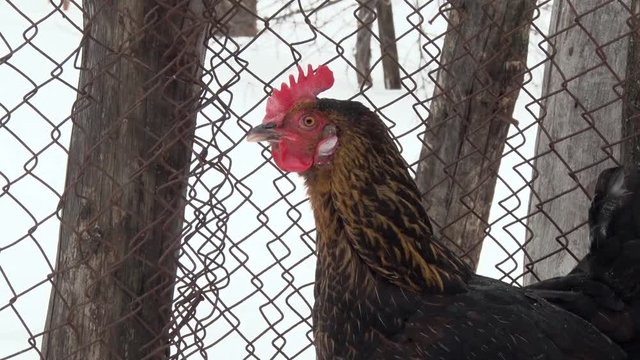 Black hen sitting in the snow near the fence. Winter day, snow. Close-up