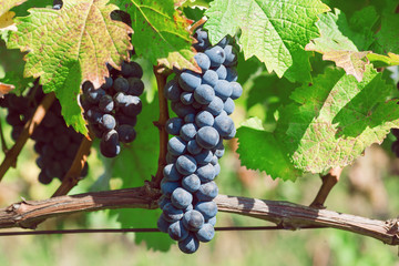 Blue grapes ripening on the branch of farm. Vineyard with organic grape shoots at harvest time.