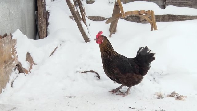 Black chicken walking on the snow in the yard. Winter day