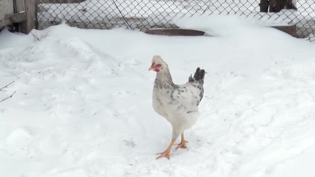 The hen walks through the snow in the yard. Winter day