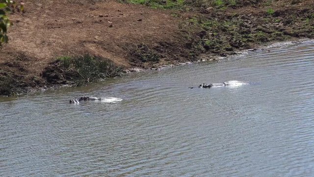 Hippos relaxing in the water as detailed 4K UHD footage