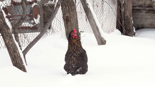 Black hen sitting in the snow near the fence. Winter day, snowfall
