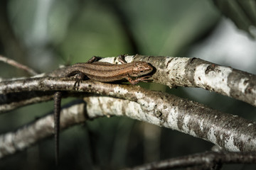 small brown lizard running across the trunk of birch