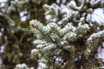Naklejka na ściany i meble evergreen spruce in the snow, winter background