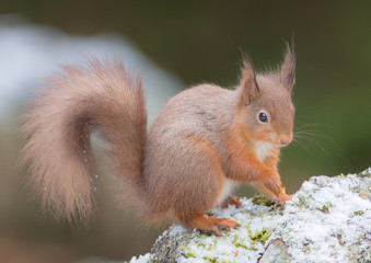 Red Squirrel in the Snow