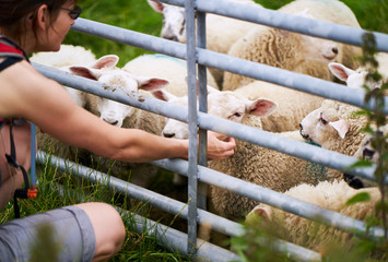 A hiker petting lambs on a farm in the Northumberland countryside