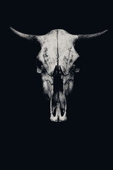 Skull of a cow or a bull isolated on a black background - 129447256