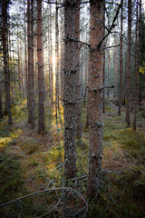 Obraz premium Autumn forest
