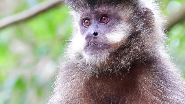 Macaco-prego.