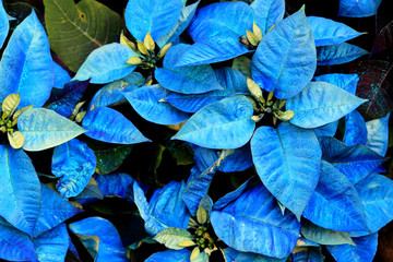 poinsettia flower garden
