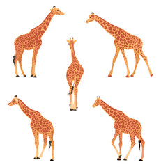 Colored vector illustration of a giraffe.