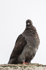 Fototapeta premium Proud Good Looking Grey Pigeon