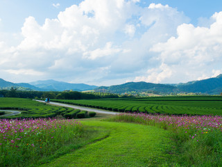 Fototapeta na wymiar Beautiful flower field with mountain background in blue sky day