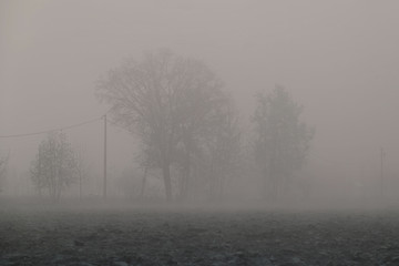 Fototapeta na wymiar tree in the autumn fog