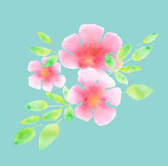 elegant light rosy blossom on blue mint color background. abstract floral watercolor illustration. tender rosy plumeria flower hand painted element. 