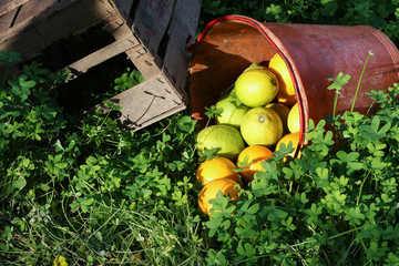 Il secchio degli agrumi 