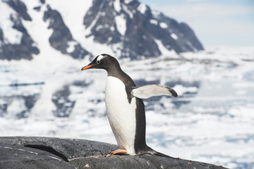 Penguin Pending ice