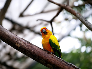 Conure relaxing on a tree with blur background