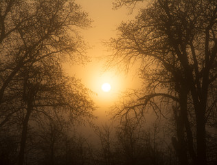Naklejka premium Sun rising through heavy fog, surrounded by trees in early spring, in rich sepia tone