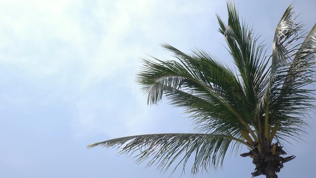 Swaying on the wind palm tree close up against blue sky background. Beautiful tropical view in sunny day. 4k Ultra HD 3840x2160
