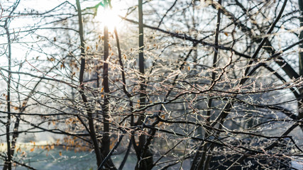 city park plants covered in frost