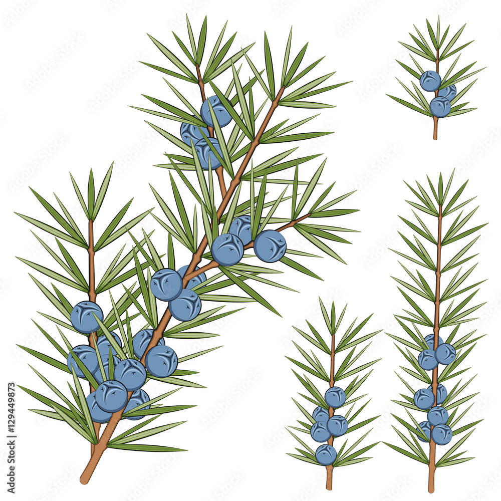 Aufkleber vector set of juniper branches. isolated objects on white.