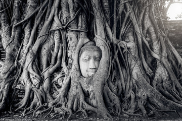 Ancient Buddha head in tree roots,A black and white photo...