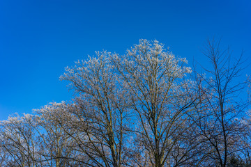 city park plants covered in frost