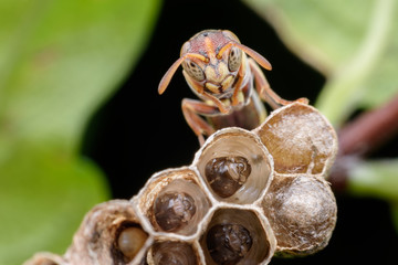 Super macro wasp and larvals in wasp nest