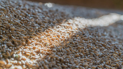 Pile of wheat grain