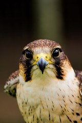 Kestrel 01