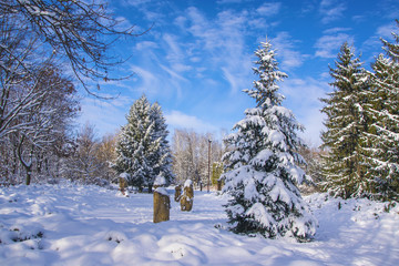 Fir tree covered by fresh snow