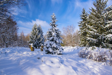 Fir tree covered by fresh snow