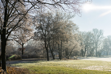 Fototapeta premium city park plants covered in frost