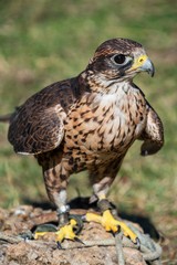 A saker falcon (Falco cherrug) trained for falconry